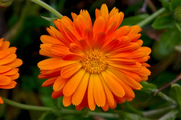 Closeup Shot Marigold Flower Beautiful Bright Orange Petals Garden — 스톡 사진