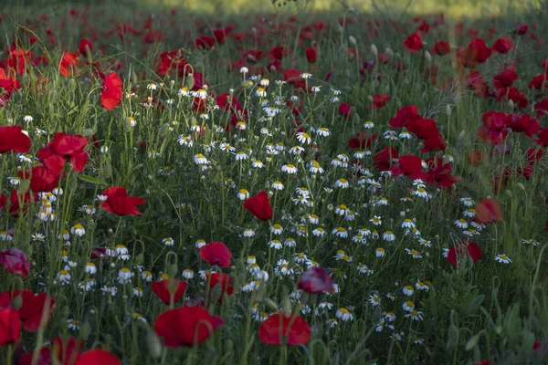 Die Gänseblümchen Mohnwiese Einem Sonnigen Tag — Stockfoto