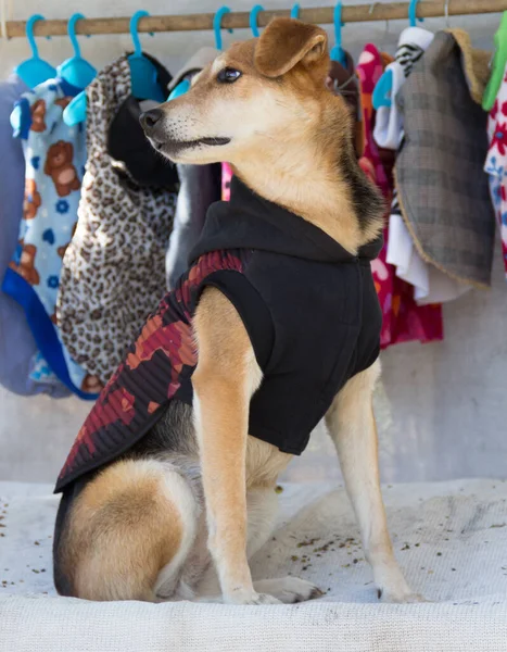 Shopping Dog Trying Clothes Pet Clothing Store — Stock Photo, Image