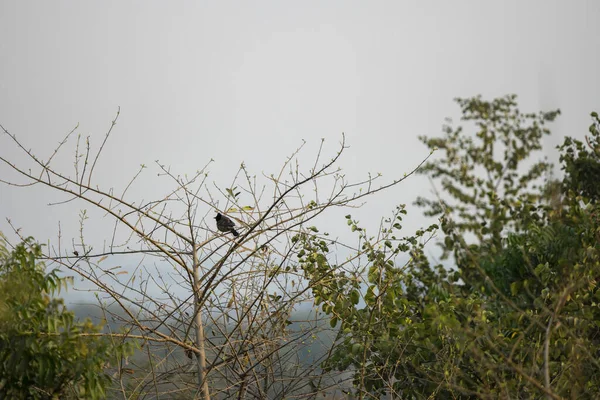 Una Vista Panorámica Las Aves Encaramadas Ramas Árboles Desnudos Parque — Foto de Stock