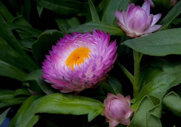 Purple Straw Flower Garden — Stock Photo, Image