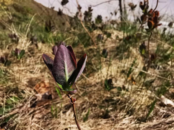 Une Macro Photo Fleur Sauvage Rouge — Photo