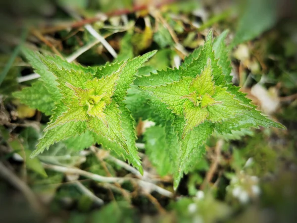 Een Close Van Urticaceae — Stockfoto