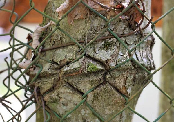 울타리에 나무줄기 — 스톡 사진