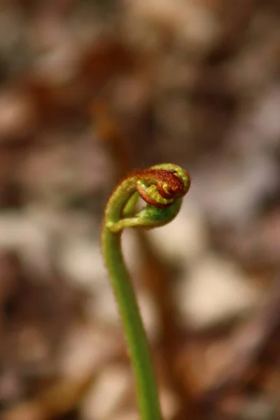 Una Toma Enfoque Vertical Burgeon Con Brote Floreciente Helecho — Foto de Stock