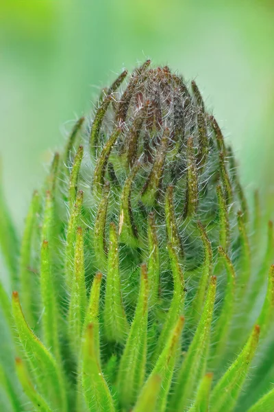Макрознімок Квітучої Трави — стокове фото
