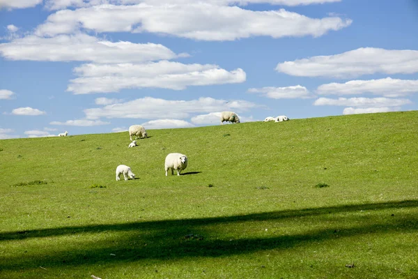 羊の群れの放牧と新鮮な草のフィールドの美しいショット — ストック写真