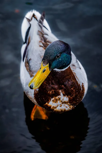 Eine Vertikale Aufnahme Einer Stockente Die Einem Teich Schwimmt — Stockfoto