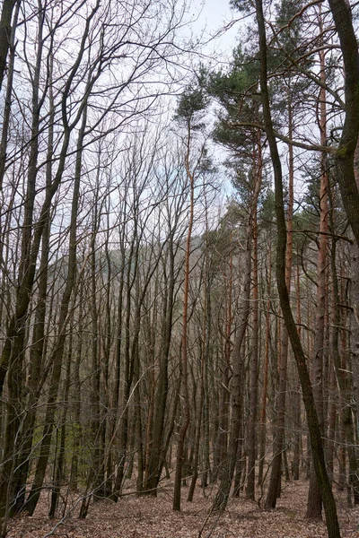 Grands Arbres Sans Feuilles Dans Forêt Automne Avec Feuillage Sec — Photo