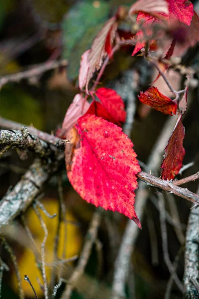 Вибірковий Знімок Фокусу Червоного Осіннього Листя Гілці — стокове фото