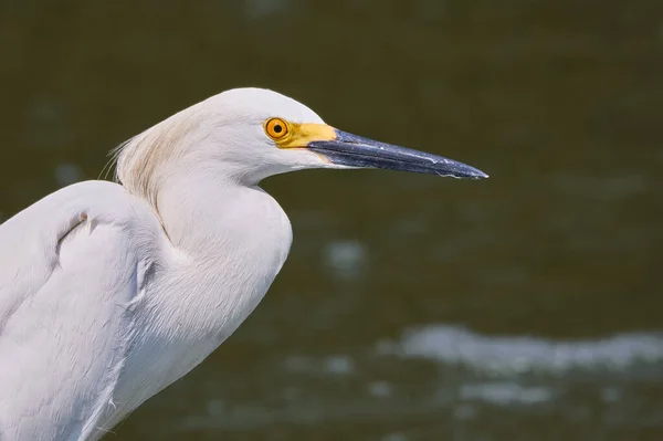 Portret Van Een Witte Reiger Het Meer Vogels Van Zuid — Stockfoto