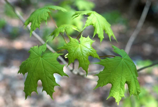 Ein Zweig Mit Rohen Acer Saccharum Blättern — Stockfoto