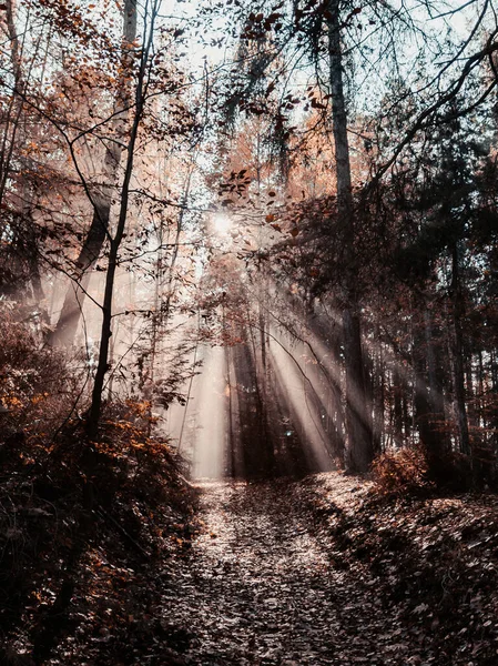 Eine Vertikale Aufnahme Von Lichtstrahlen Die Durch Bäume Einem Wald — Stockfoto