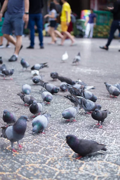 Plan Vertical Groupe Pigeons Près Grotte Batu Kuala Lumpur Malaisie — Photo