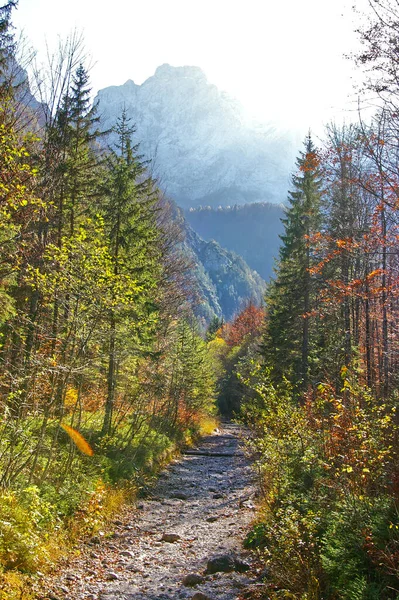 Ein Schmaler Pfad Umgeben Von Dichten Wäldern Logarska Dolina Slowenien — Stockfoto