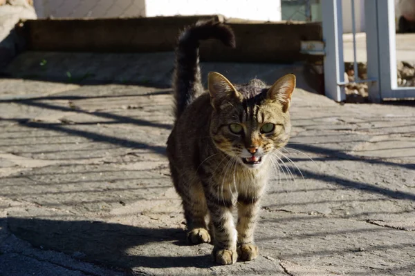 Une Mise Point Sélective Chat Rue Aux Yeux Verts — Photo