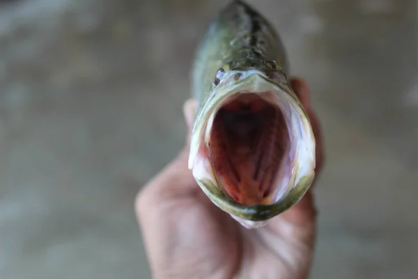 Peixe Cru Calcarifer Tarde Mão Peixeiro Indiano — Fotografia de Stock