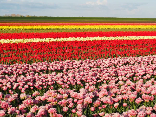Beautiful Shot Delicate Pink Flowers Sunny Field Colorful Tulips Background — Zdjęcie stockowe