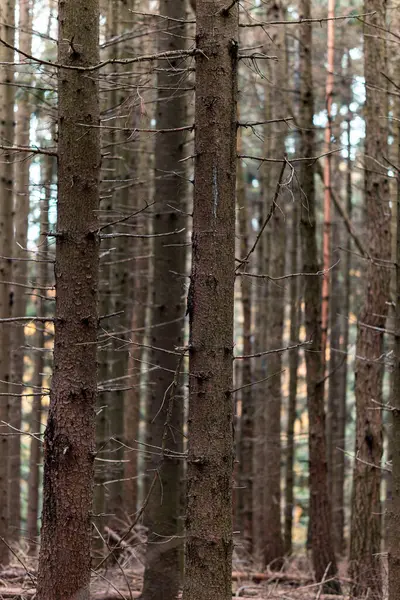 Вертикальный Снимок Высоких Голых Деревьев Лесу — стоковое фото