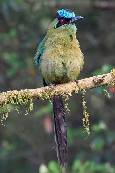 Großer Flauschiger Vogel Der Auf Einem Ast Eines Baumes Thront — Stockfoto