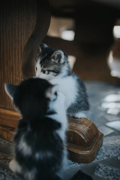 Para Małych Kociaków Bawiących Się Niechętnie Przy Stole Wystraszony Kotek — Zdjęcie stockowe