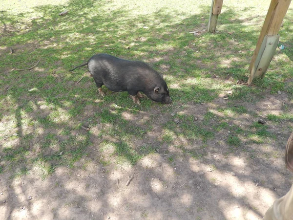 農場の一匹の野生の黒豚 — ストック写真