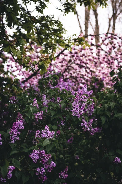 Common Lilac Shrub Beautiful Blooming Flowers — Stockfoto