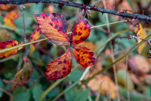 Plan Sélectif Des Feuilles Automne Sur Une Branche Forêt — Photo