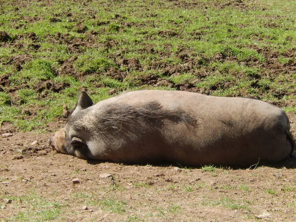 Cochon Sauvage Étendu Sur Sol Ferme — Photo