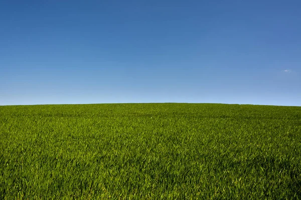 Campo Grano Crescita Splende Sotto Cielo Blu Alvernia Rodano Alpi — Foto Stock