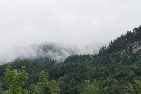 Breathtaking Scenery Dense Forest Fog — Stockfoto