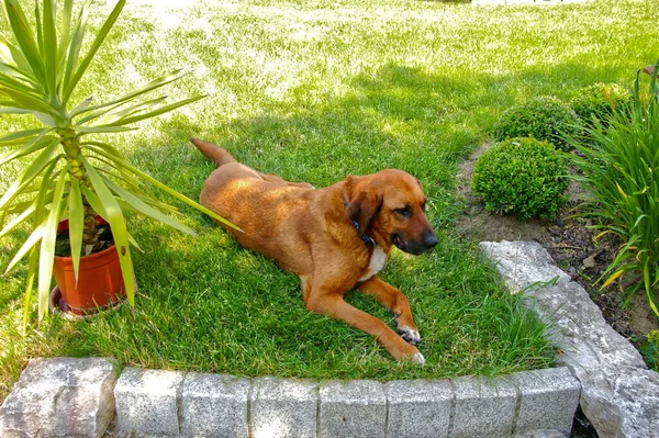 Adorable Smiling Brown Dog Resting Grass Sunny Park — Fotografia de Stock