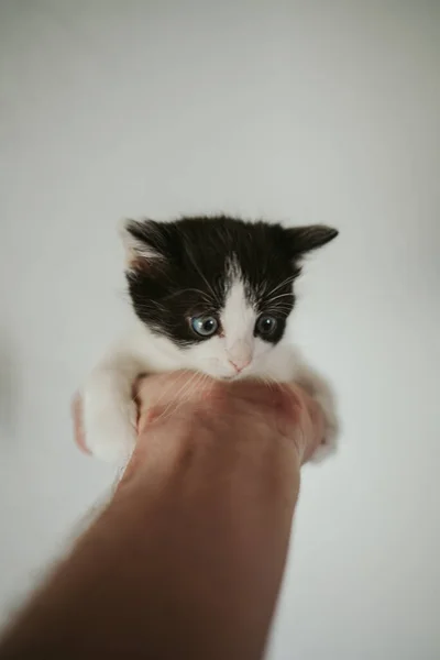 一只害怕的小猫的垂直镜头 它的主人手里拿着蓝色的眼睛 — 图库照片