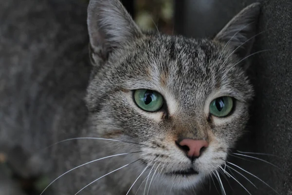 Şirin Tüylü Gri Çizgili Bir Kedinin Kameraya Baktığı Serin Bir — Stok fotoğraf