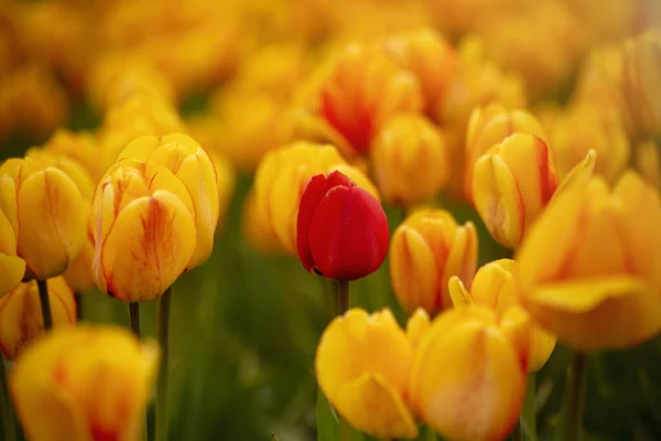 Une Mise Point Sélective Champ Tulipes Jaunes — Photo