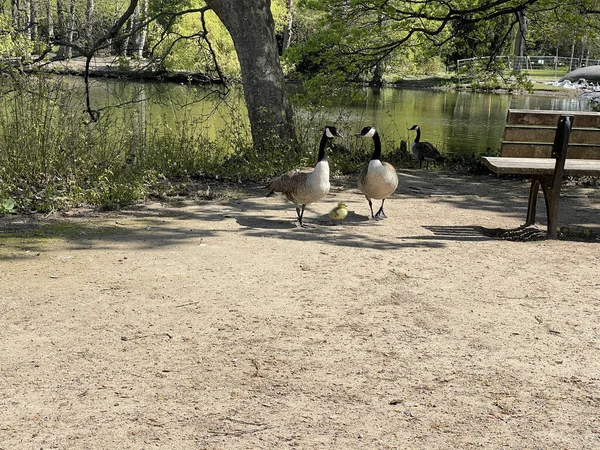 Adorable Scene Canada Geese Family Resting Pond —  Fotos de Stock