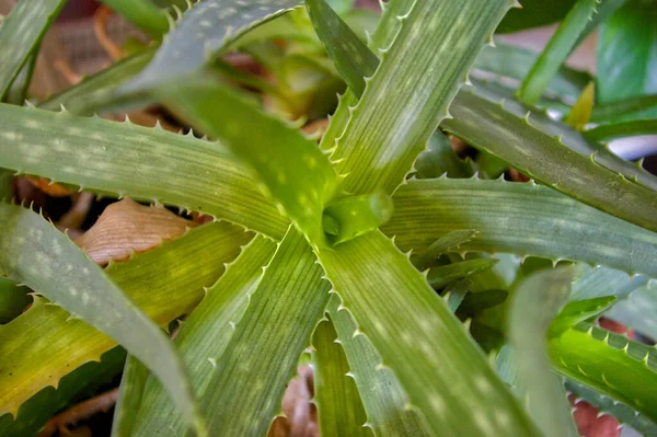 Primo Piano Una Pianta Aloe Vera Con Lunghe Foglie Verdi — Foto Stock
