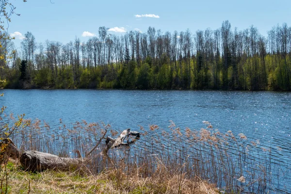Malowniczy Widok Spokojne Jezioro Otoczone Drzewami Ciągu Dnia — Zdjęcie stockowe