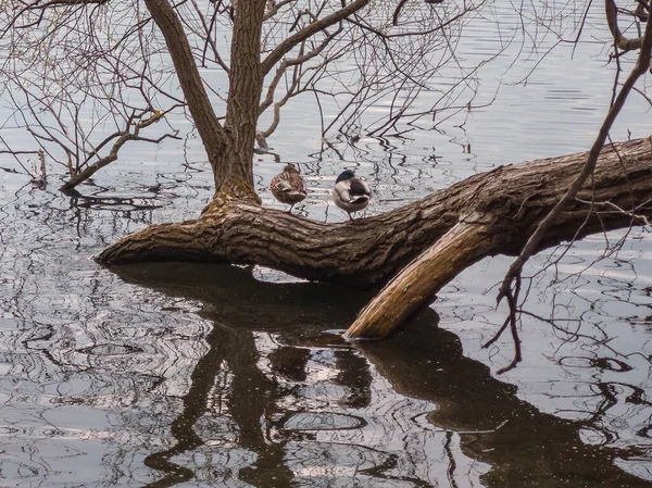 Самец Самка Утки Стоят Одной Ноге Стволе Дерева Лежащем Воде — стоковое фото