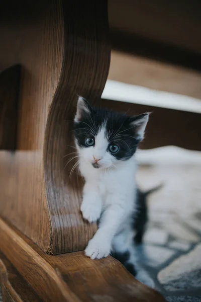 Zvědavá Modrooká Kočička Hledící Kamery Zpoza Nohy Stolu — Stock fotografie