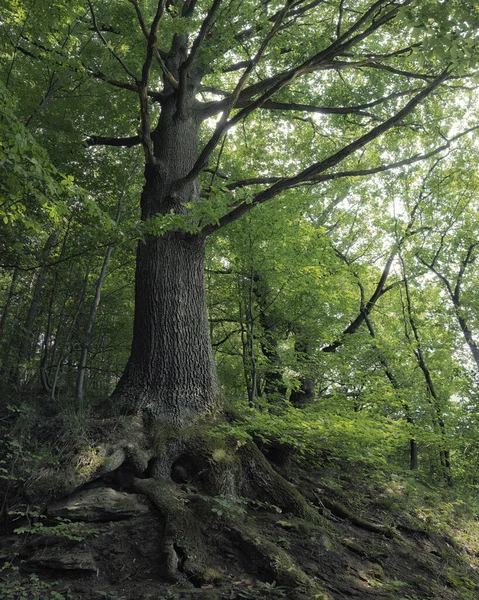 Μεγαλοπρεπές Γέρικο Δέντρο Τις Ρίζες Στην Επιφάνεια — Φωτογραφία Αρχείου