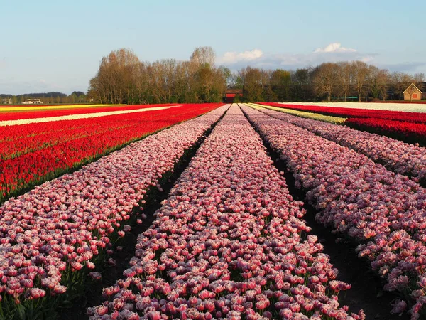 Beautiful Shot Rows Pink Flowers Sunny Field Trees Background — Zdjęcie stockowe