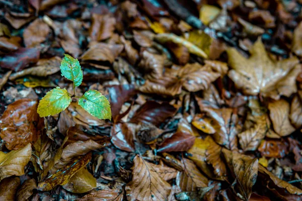 Zbliżenie Ujęcia Mokrych Opadłych Jesiennych Liści Ziemi — Zdjęcie stockowe