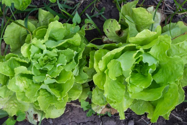 Plantes Laitue Dans Jardin Biologique Été Appelé Lactuca Sativa — Photo