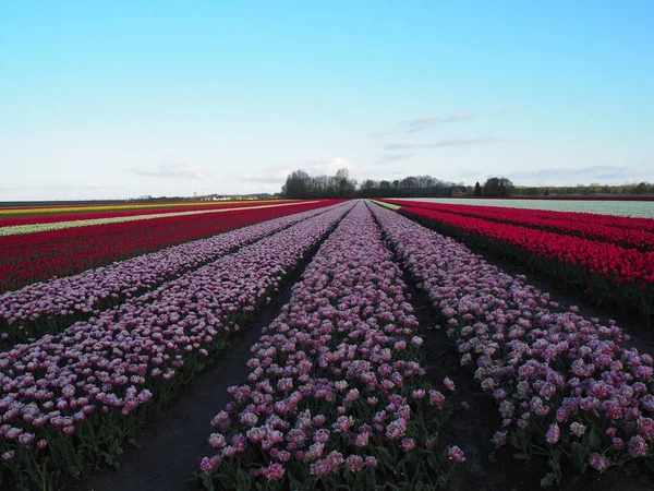 Farmland Rows Pink Flowers Shadows — Zdjęcie stockowe