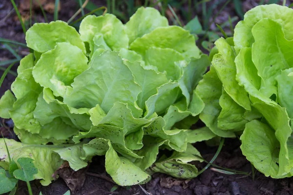 Lettuce Plants Organic Garden Summer Called Lactuca Sativa — Stock Photo, Image