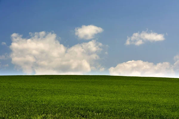 Een Groeiend Tarweveld Glanzend Onder Blauwe Hemel Auvergne Rhone Alpes — Stockfoto