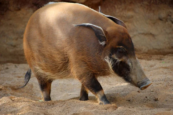 Maiale Del Fiume Rosso Potamochoerus Porcus Noto Anche Come Maialino — Foto Stock