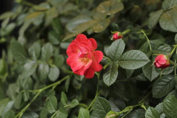 繊細な登山の閉鎖野生の赤いバラの低木 — ストック写真