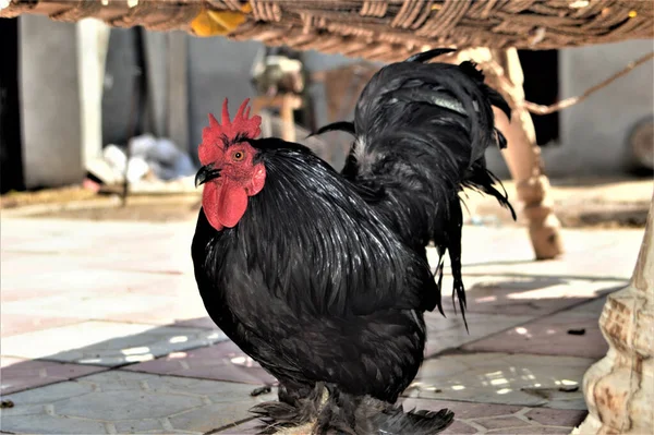 Close Shot Single Black Chicken Red Comb — Stock Photo, Image